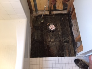 mold under toilet.jpg (320 × 240 px, 31 kB) mold under toilet.jpg (320 × 240 px, 31 kB)
